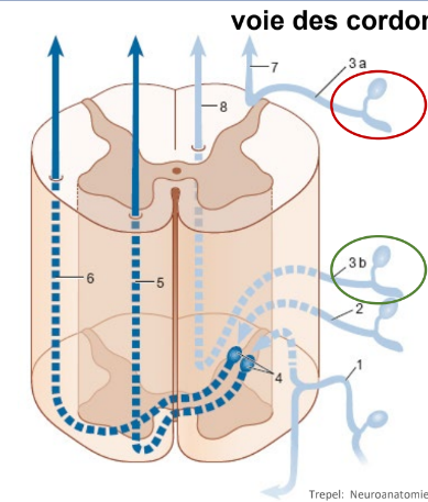 <p>ipsilatéral dans la moelle épinière → agit du même coté </p><p>plus on est proche de l’axe de symétrie, plus c’est la partie inférieure de corps, si on est plus éloigné de l’axe on sens la partie supérieure du corps.</p>