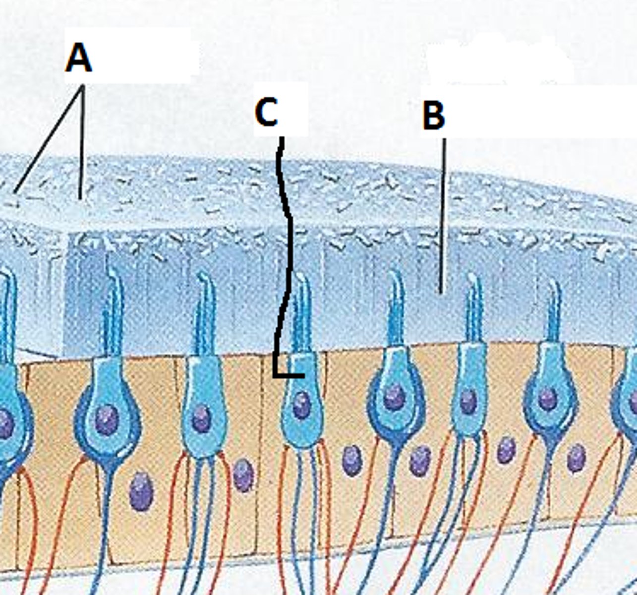 <p>Endolymph like fluid that is beneath the otoliths</p>