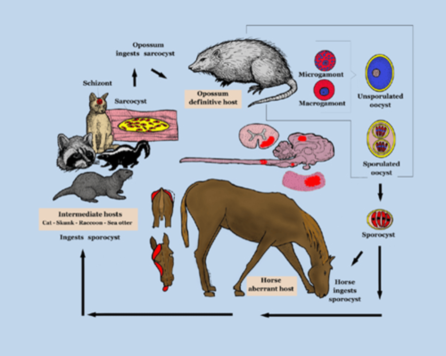 <p>Equine Protozoal Myeloencephalitis</p><p>Caused by Sarcocystis neuroma or Neospora hughesi</p><p>Carried by opposums; transmitted through consumed feces</p><p>Reportable</p><p>Signs: Muscle atrophy (quads/glutes), cranial nerve abnormalities (self-mutilation of tongue), recumbency</p><p>DX: ID of characteristic lesions, parasites on necropsy</p><p>Antemortem tests of serum/CS fluid</p><p>TX: Antiprotozoal drugs, NSAIDS, vitamin E, limit access to opossums</p>