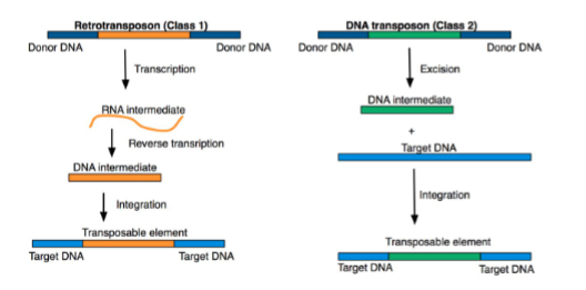 <p>Transposable elements (TEs)</p>