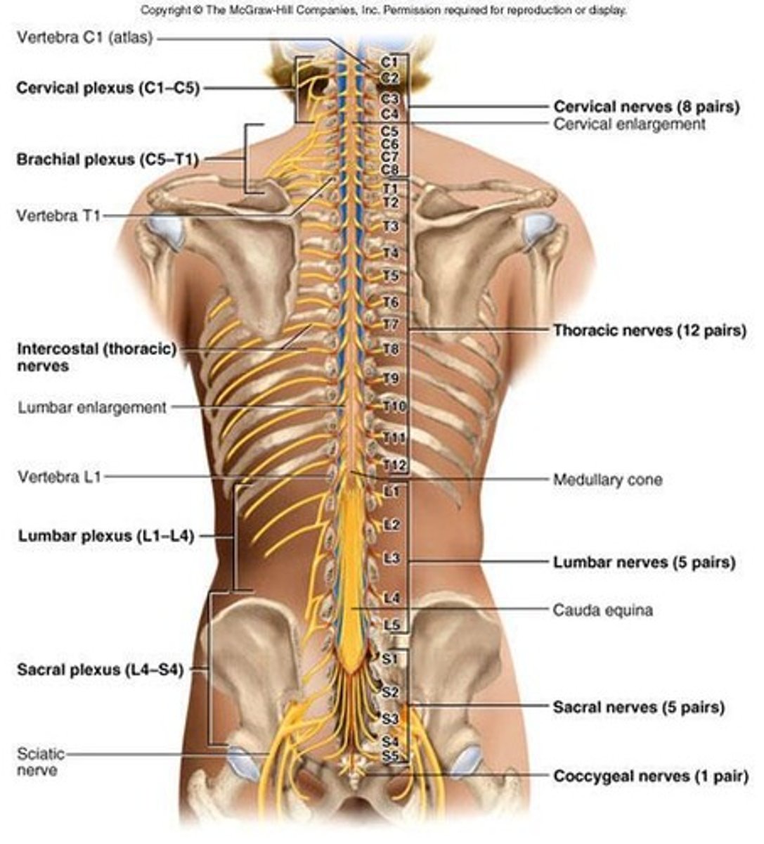 <p>ventral rami branch and merge to form 5 weblike nerve plexuses from neck to coccyx</p>