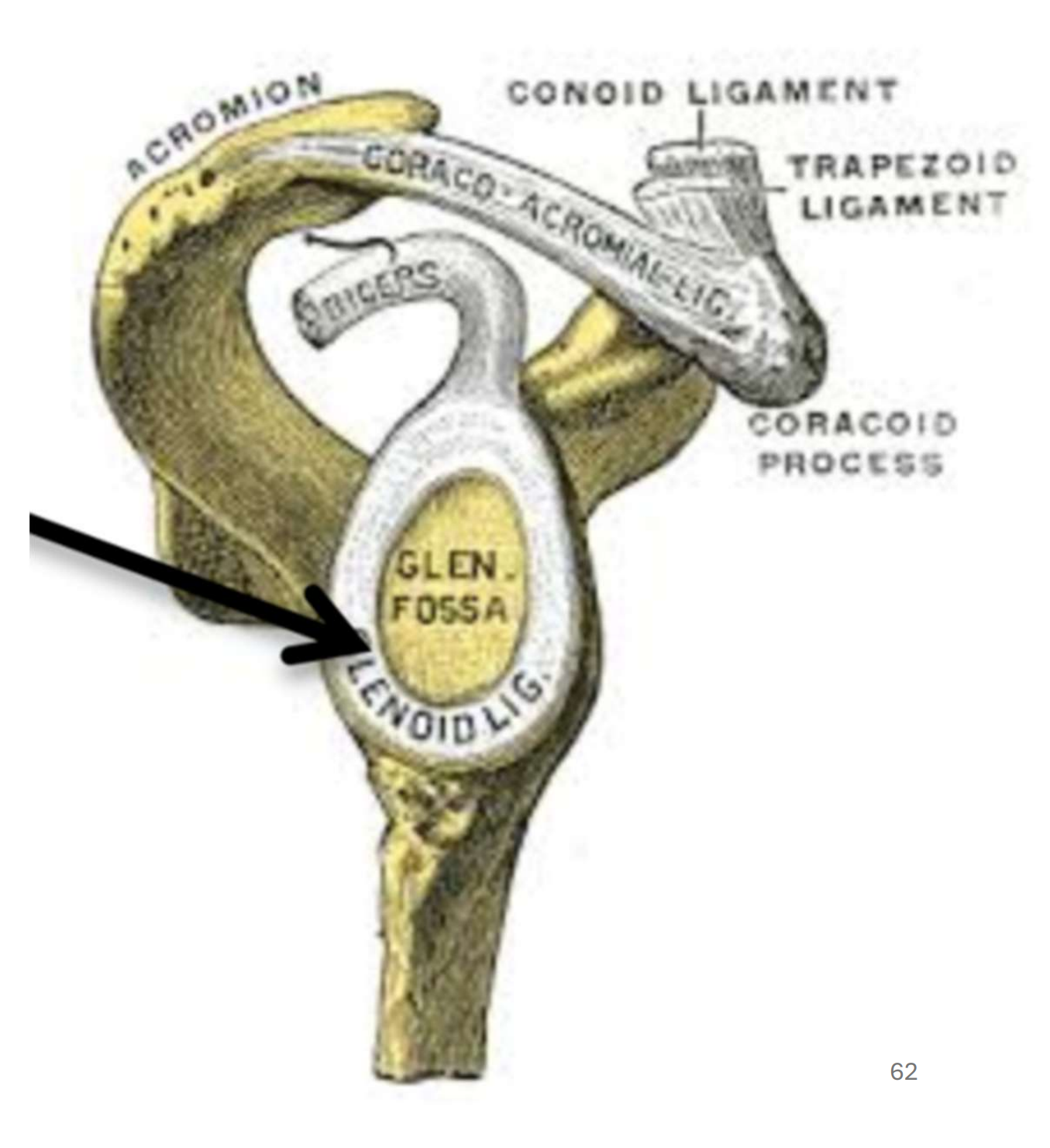 <p>Fibrocartilage qui entour la cavité glénoïde. Augmente la profondeur de la cavité, ce qui réduit l’instabilité de l’épaule</p>