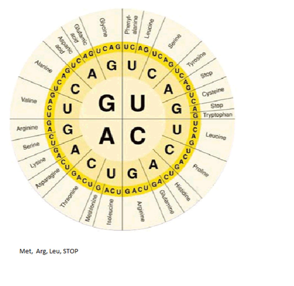 <p>Methionine (MET) --- Start Codon</p>