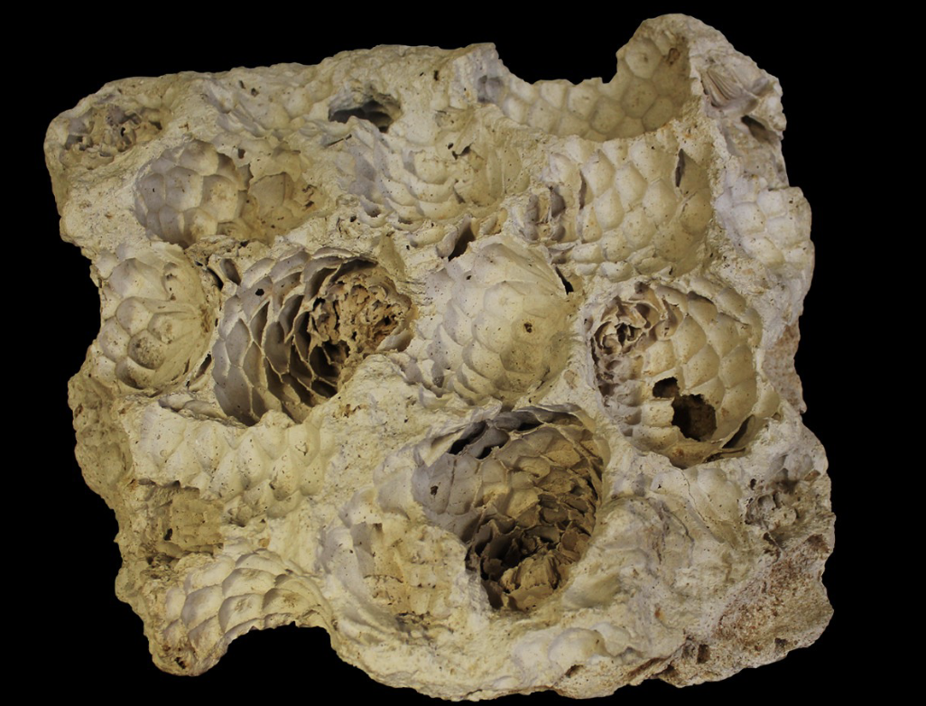 <p>Moldic fossilization</p><ul><li><p>Involves the complete or partial removal of the original material of the HARD BODY parts </p></li><li><p>An empty space is formed within the SEDIMENTARY rock, which basically is a LITHIFIED sediment </p></li><li><p>The driving process is that of DISSOLUTION </p></li></ul><p></p>