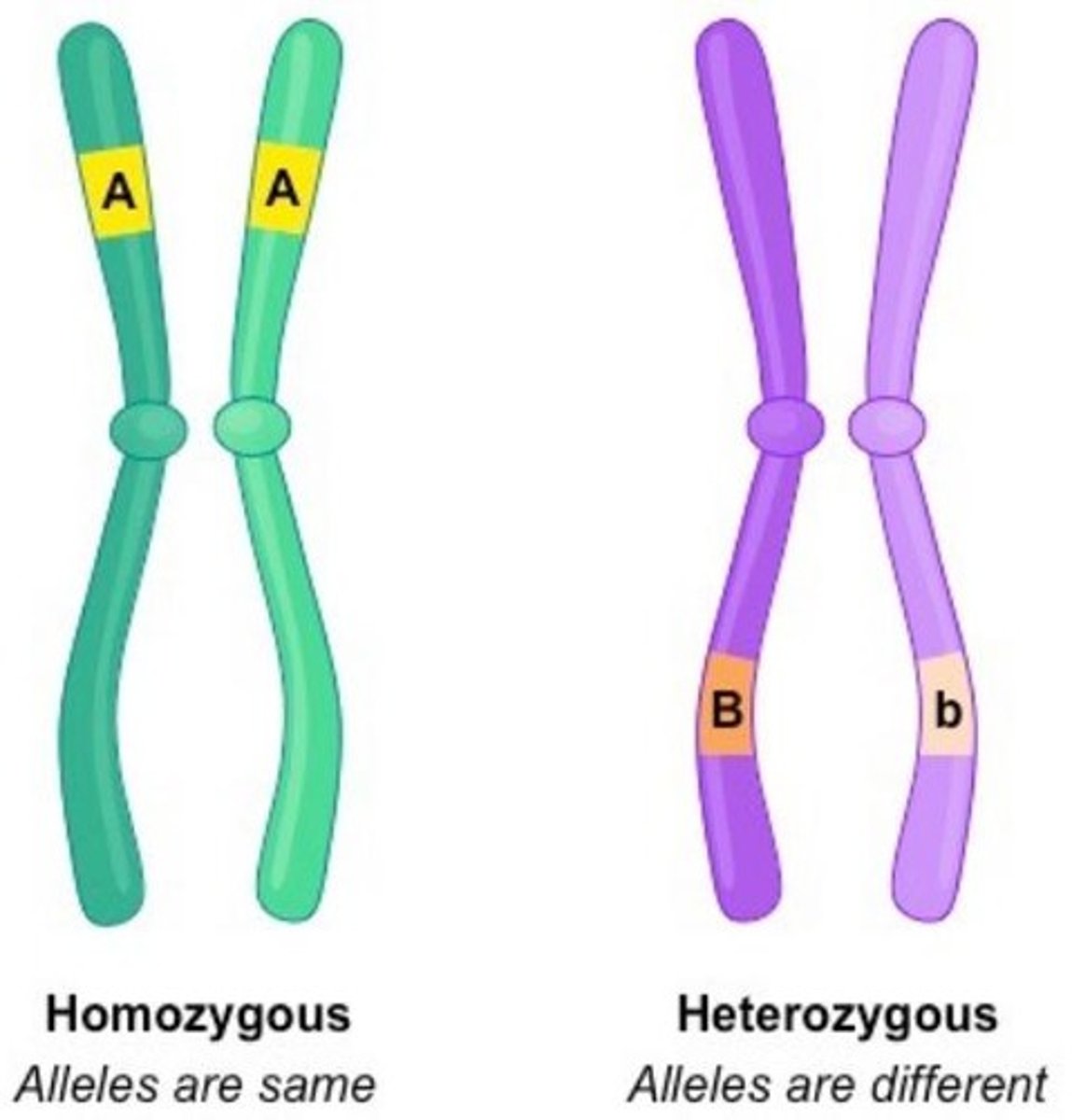 <p>Different versions of a gene.</p>