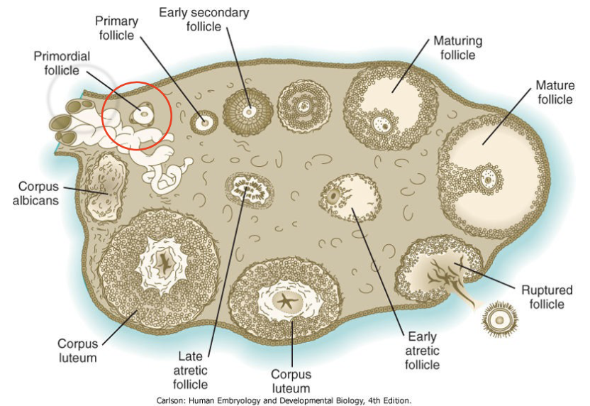* one cell thick: squamous
* cells from the ovary surround the arrested primary oocyte
* A rise in GnRH stimulates a gradual rise in the level of FSH.