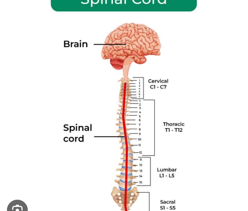 <p>Spinal Cord</p>