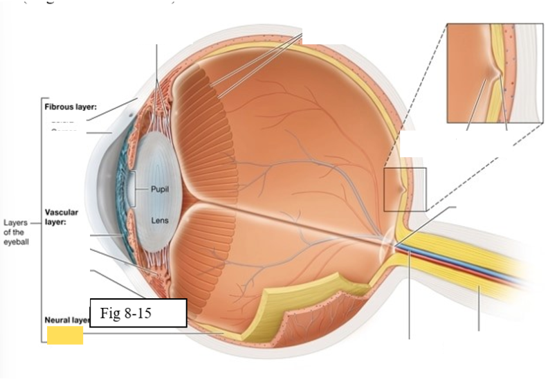<ul><li><p><span style="background-color: transparent; font-family: &quot;Times New Roman&quot;, serif;"><span>The retina is composed of two layers</span></span></p><ul><li><p><span style="background-color: transparent; font-family: &quot;Times New Roman&quot;, serif;"><span>Outer pigmented epithelium - absorbs light and prevents it from scattering</span></span></p></li><li><p><span style="background-color: transparent; font-family: &quot;Times New Roman&quot;, serif;"><span>Inner neural layer - contains the photoreceptors (rods and cones)</span></span></p></li></ul></li></ul><p></p>