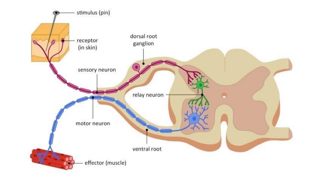 <p><span>is an automatic,&nbsp;spinal reflex&nbsp;that helps protect the body from harm by triggering an immediate movement away from a painful stimulus—before the pain is even consciously felt.</span></p>