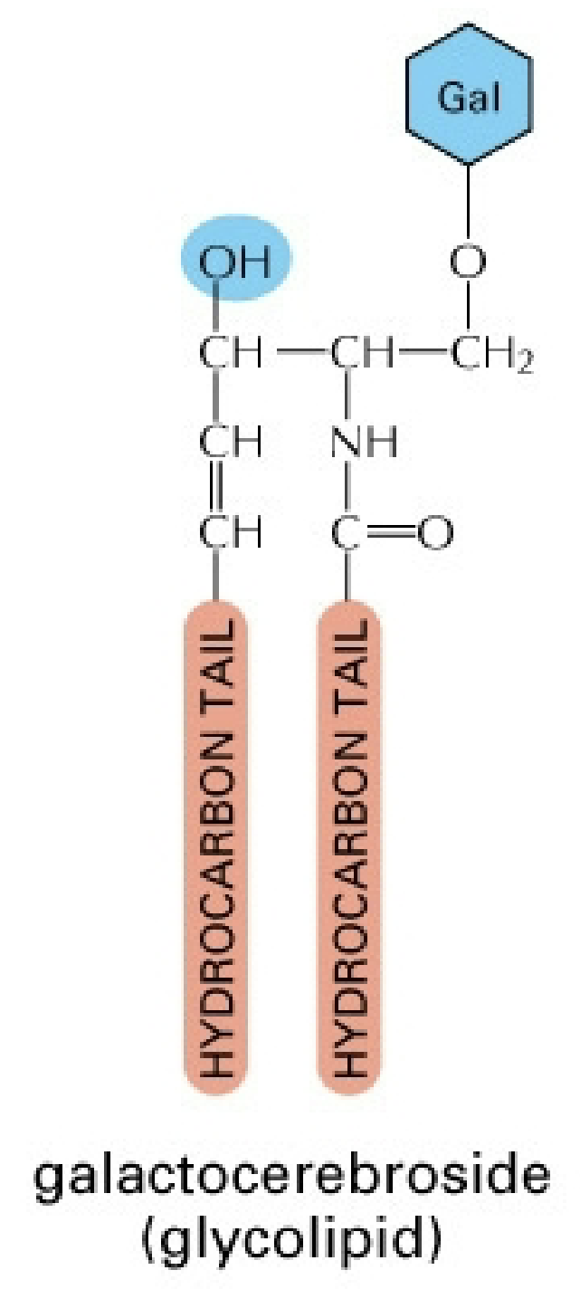 Glycolipid