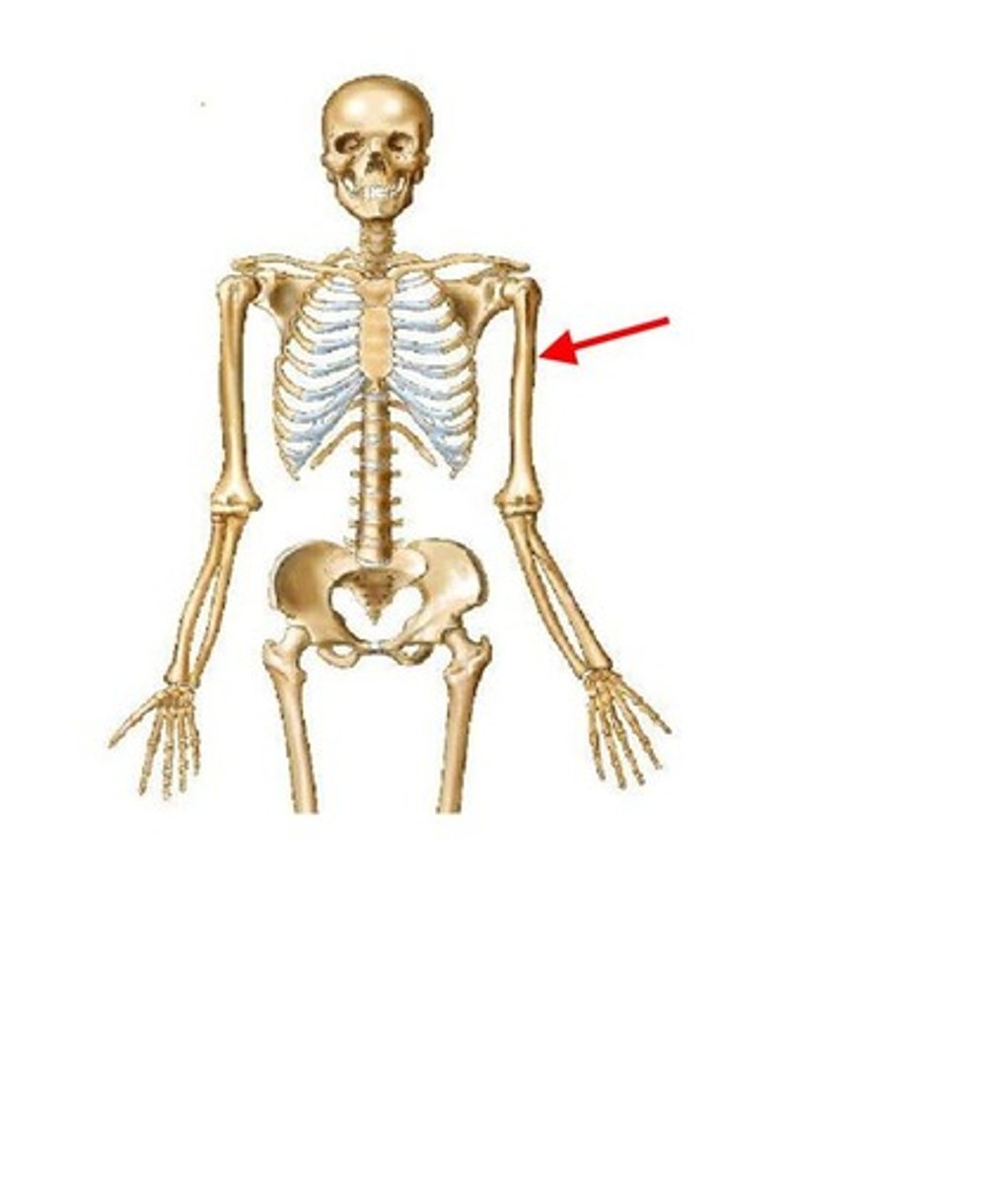 <p>ID bone</p>