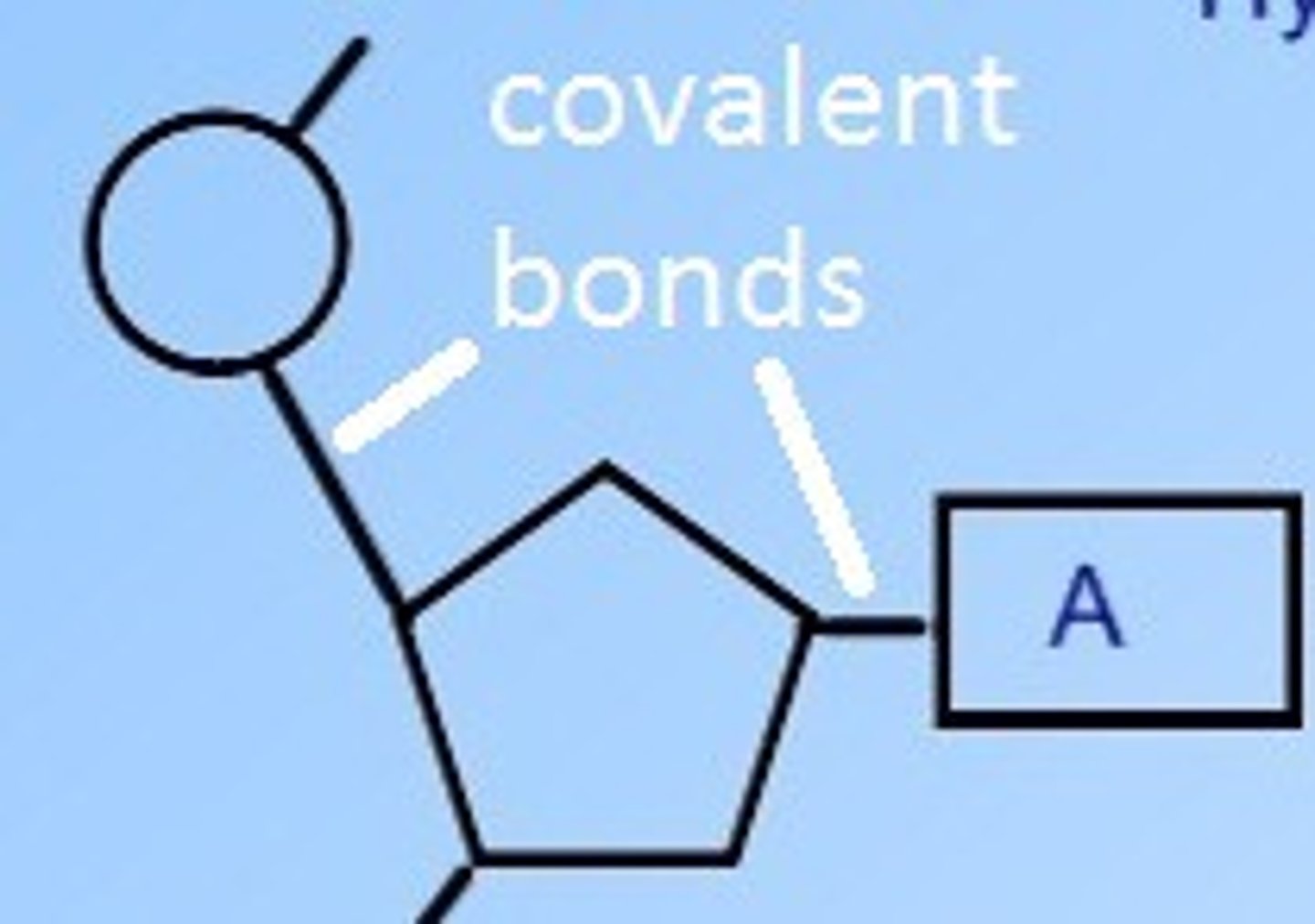 <p>links phosphate to sugar + sugar to base</p>