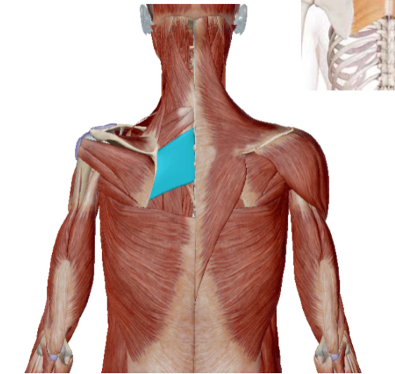 <p>Musculus Rhomboideus Major</p>