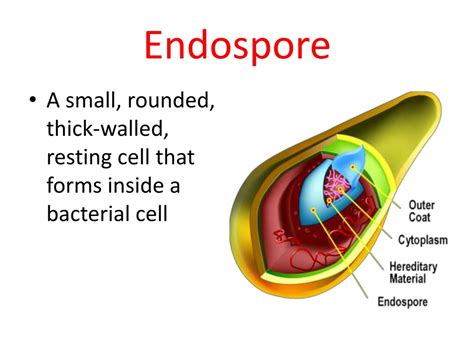 <p>Endospores</p>