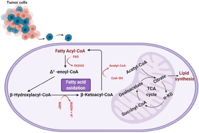 <p>When you eat foods with fat, your body stores those fats as fatty acids. These are long chains made of carbon and hydrogen.</p><p>To get energy from them, your cells break them down through a process called beta-oxidation, which happens in the mitochondria.</p><p><span><strong>1.Activation of Fatty Acids</strong></span></p><ul><li><p><span>In the cytoplasm, a fatty acid combines with Coenzyme A (CoA) to form fatty acyl-CoA.</span></p></li><li><p><span>This step requires ATP.</span></p></li></ul><p><span><strong>2.Transport into the Mitochondria</strong></span></p><ul><li><p><span>Fatty acyl-CoA can’t cross the mitochondrial inner membrane directly.</span></p></li><li><p><span>It’s converted to acyl-carnitine via carnitine shuttle to enter the mitochondria, then re-converted back to acyl-CoA inside.</span></p></li></ul><p><span><strong>3.Beta-Oxidation Proper (in the mitochondrial matrix)</strong></span></p><p><span>Each cycle of beta-oxidation shortens the fatty acyl-CoA by 2 carbon atoms, producing:</span></p><ul><li><p><span>1 Acetyl-CoA (enters the Krebs cycle)</span></p></li><li><p><span>1 NADH (goes to electron transport chain for ATP)</span></p></li><li><p><span>1 FADH₂ (also goes to ETC)</span></p></li></ul><p><span>The cycle repeats until the entire fatty acid is converted to acetyl-CoA.</span></p>