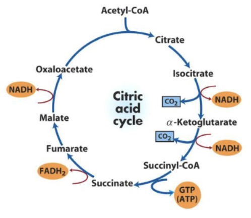 <p><span><span>What if pyruvate oxidation is suddenly inhibited, what will happen to the levels of oxaloacetate and citric acid (citrate) in the citric acid cycle shown in the accompanying figure to the right?<br>A. Oxaloacetate will decrease, and citric acid will accumulate.<br>B. Oxaloacetate will accumulate, and citric acid will decrease.<br>C. Both oxaloacetate and citric acid will decrease.<br>D. Both oxaloacetate and citric acid will accumulate</span></span></p>