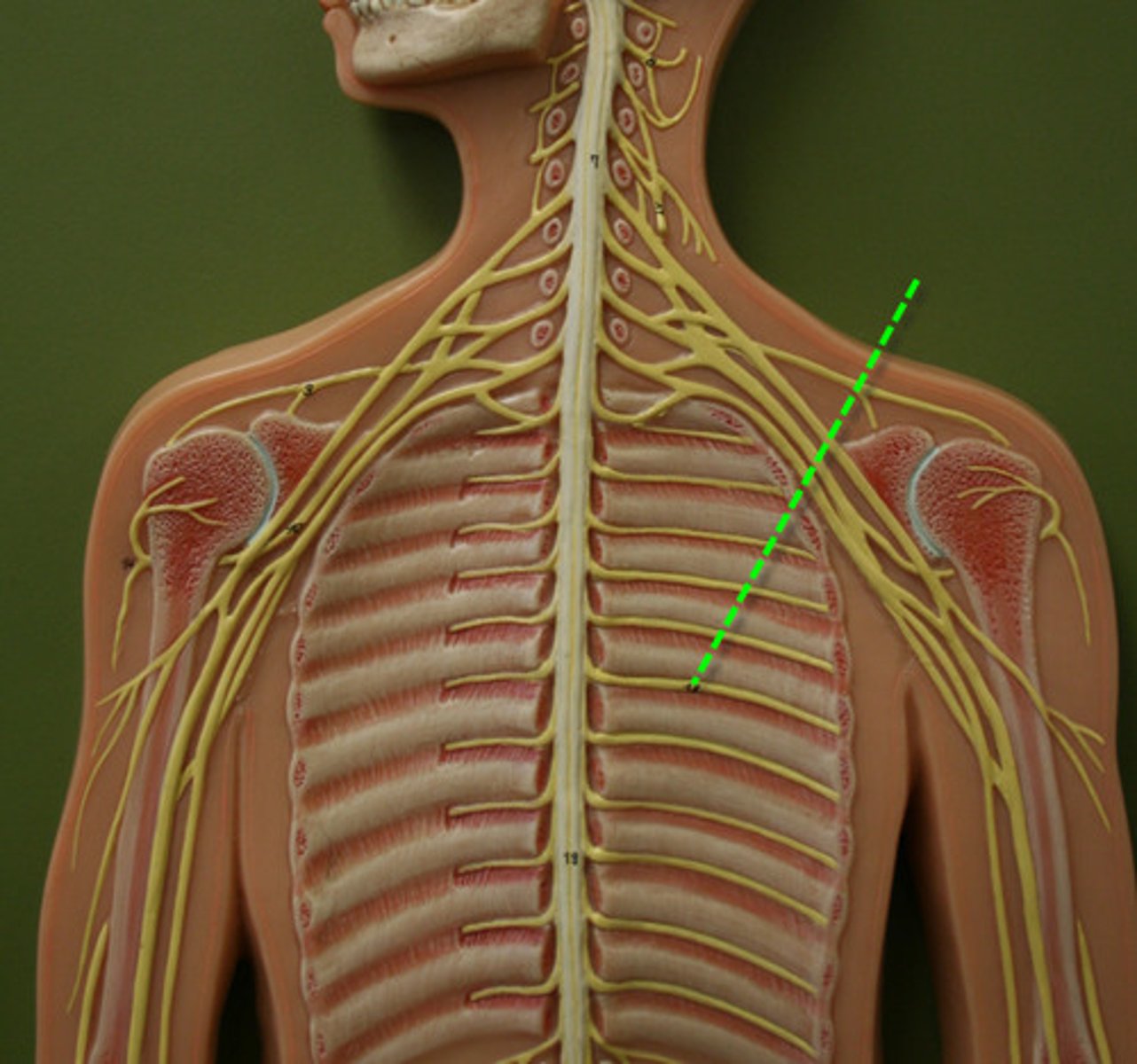 <p>1)Ventral rami arranged in simple segmental pattern corresponding to dorsal rami (only location that doesn't recombine into a plexus) and extend anterior to form intercostal nerves.</p><p>2) Intercostal nerves and their branches then extend anterior to supply intercostal muscles, muscle and skin of anterolateral thorax, and most of abdominal wall</p>