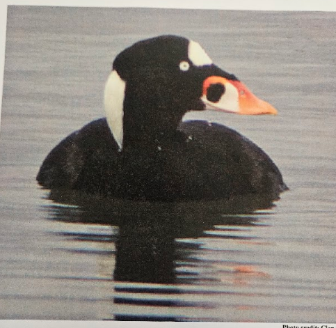 <p>the bill has a pronounced hump </p>