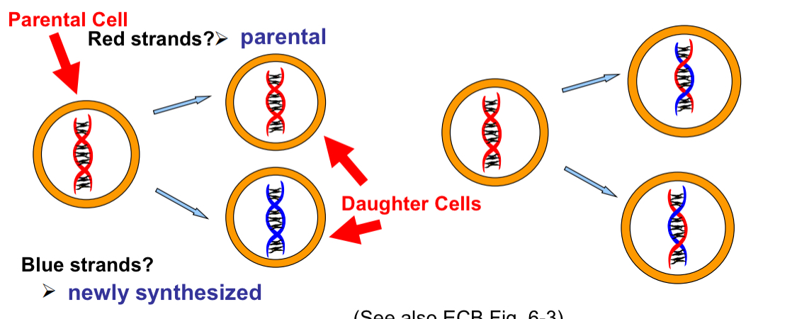 <p>DNA replication is actually semi-conservative</p><p></p>