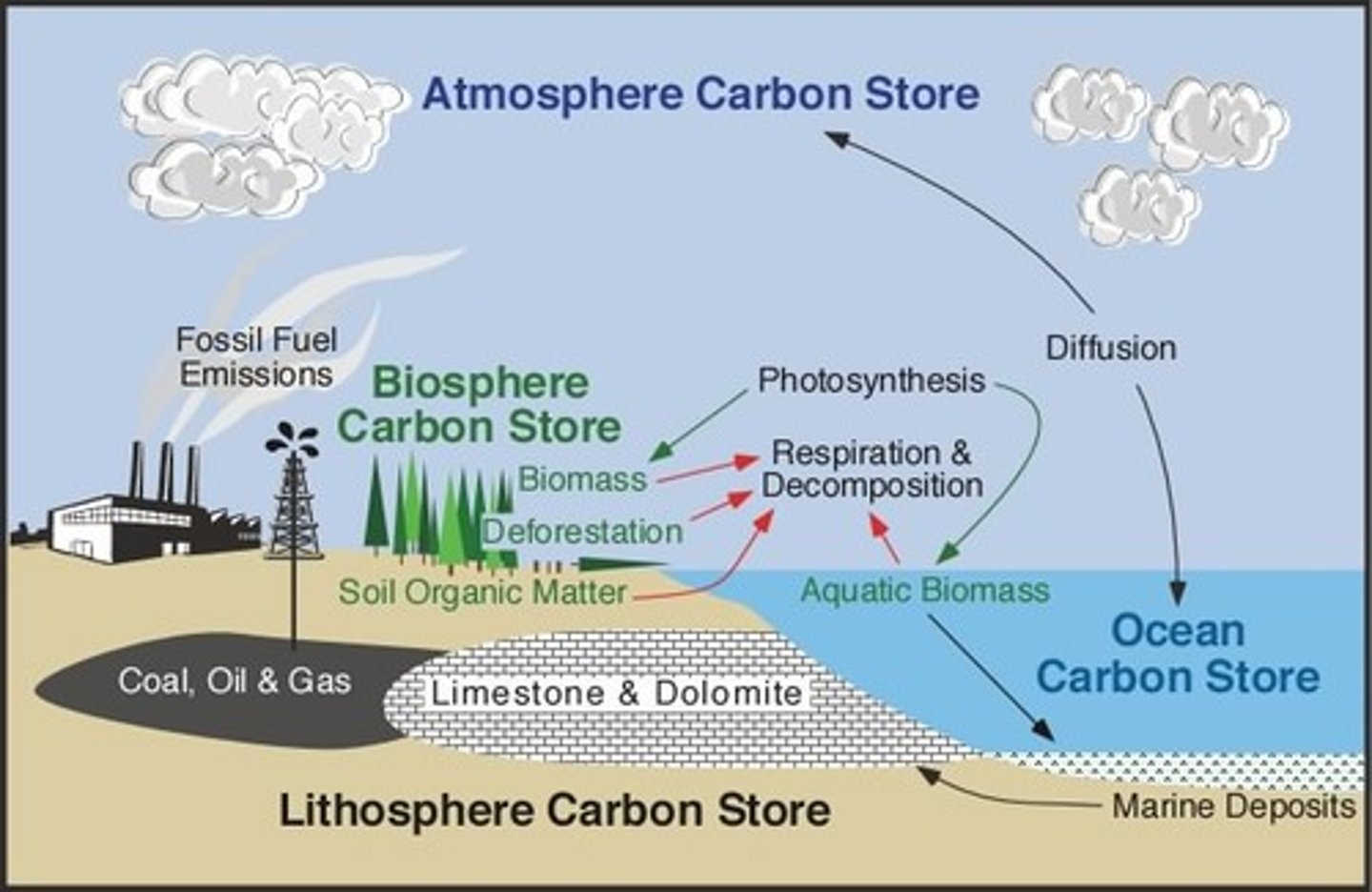 <p>Anything that stores carbon atoms in the Carbon Cycle; examples: living things, soils, fossil fuels, oceans and the atmosphere</p>