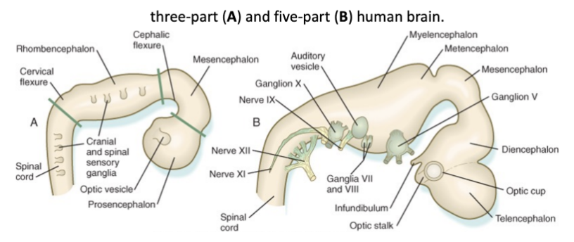 <ul><li><p>First subdivision</p><ul><li><p>Forebrain (prosencephalon)</p></li><li><p>Midbrain (mesenchephalon)</p></li><li><p>Hindbrain (rhombencephalon)</p></li></ul></li><li><p>Second subdivision</p><ul><li><p>Prosencephalon →</p><ul><li><p>Telencephalon &amp; diencephalon</p></li></ul></li><li><p>Rhombencephalon →</p><ul><li><p>Metencephalon &amp; myelencephalon</p></li></ul></li><li><p>Midbrain (mesencephalon)&nbsp;</p></li></ul></li></ul>