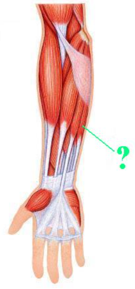 <p><span>Identify the indicated muscle.</span></p>