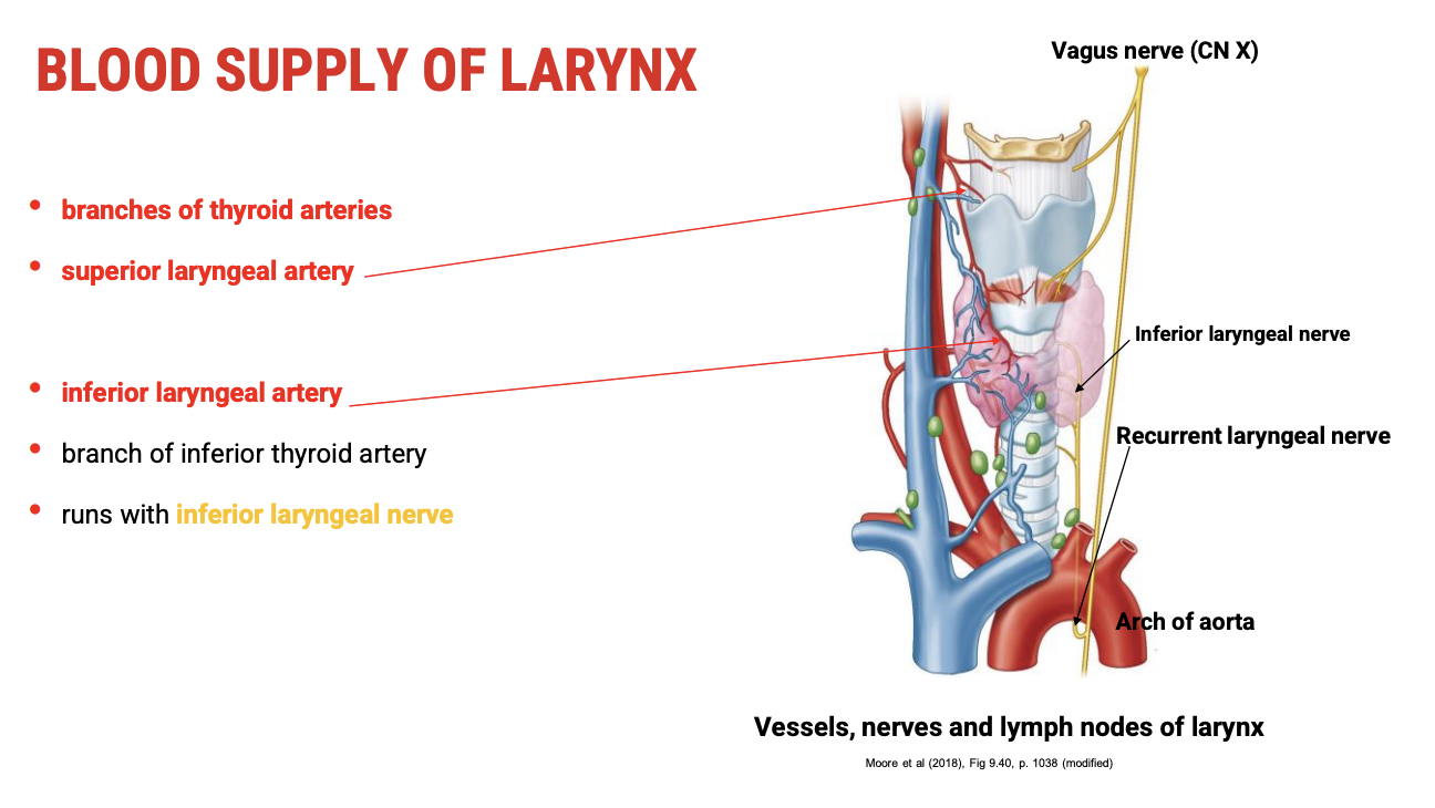 <p><span><strong>Main Arterial Sources:</strong></span></p><ul><li><p><span><strong>Superior laryngeal artery</strong></span></p><ul><li><p><span>Branches from the&nbsp;<strong>superior thyroid artery</strong>&nbsp;(which itself branches from the external carotid artery).</span></p></li><li><p><span>Supplies the&nbsp;<strong>upper part of the larynx</strong>&nbsp;including the supraglottic region.</span></p></li></ul></li><li><p><span><strong>Inferior laryngeal artery</strong></span></p><ul><li><p><span>Branches from the&nbsp;<strong>inferior thyroid artery</strong>.</span></p></li><li><p><span>The inferior thyroid artery runs with the&nbsp;<strong>inferior laryngeal nerve</strong>.</span></p></li><li><p><span>Supplies the&nbsp;<strong>infraglottic region</strong>&nbsp;and lower parts of the larynx.</span></p></li></ul></li></ul><p>&nbsp;</p><p><span><strong>Additional Notes:</strong></span></p><ul><li><p><span>These arteries are closely associated with thyroid vasculature.</span></p></li><li><p><span>Rich blood supply ensures good oxygenation for the vocal folds and laryngeal muscles critical for voice production and airway protection</span></p></li></ul><p></p>