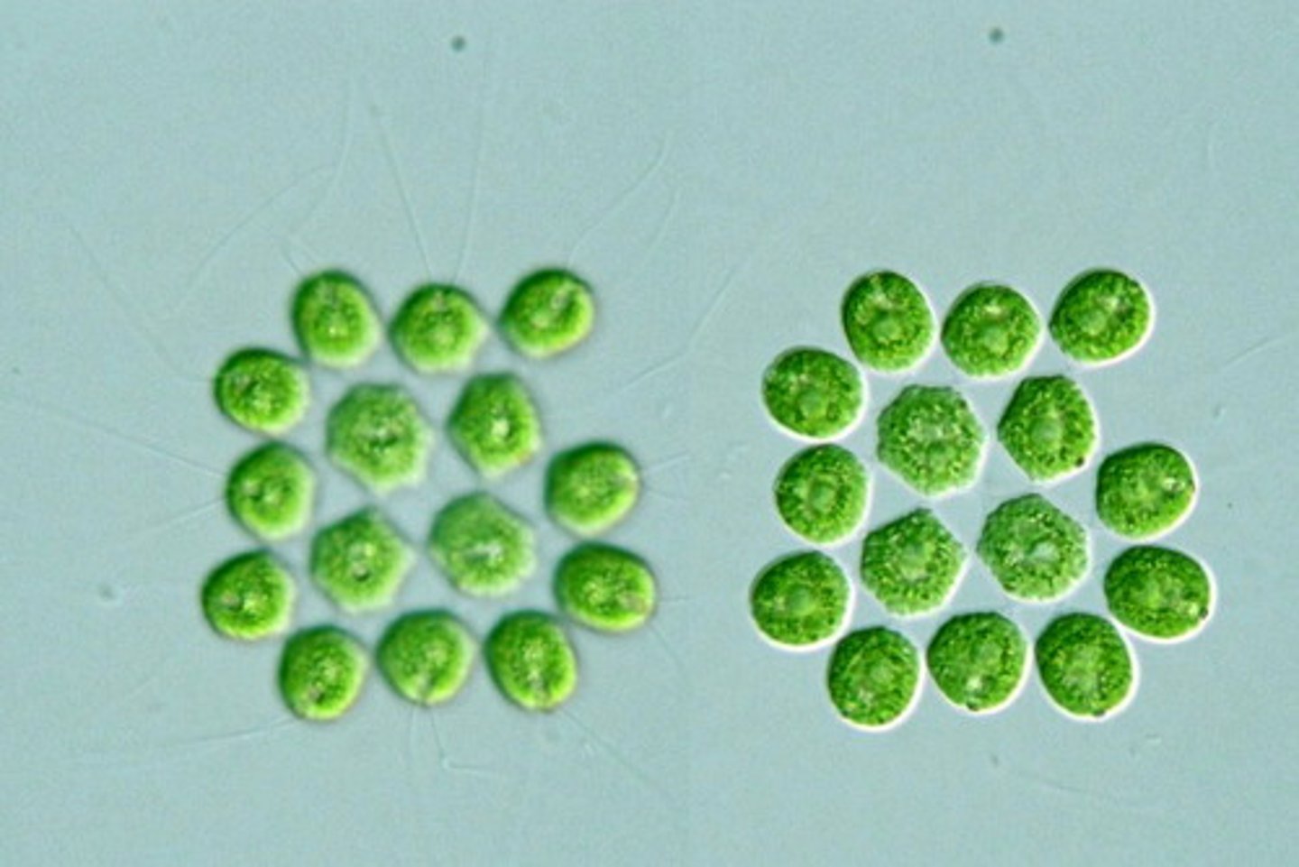 <p>-unicellular</p><p>-colony size of 4,8,16,32</p><p>-gel holds cell together</p>
