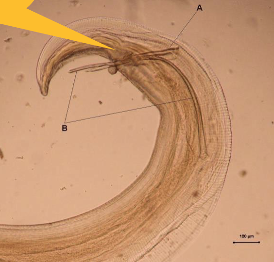 <p>The photo showcases the male of which parasite species?</p>