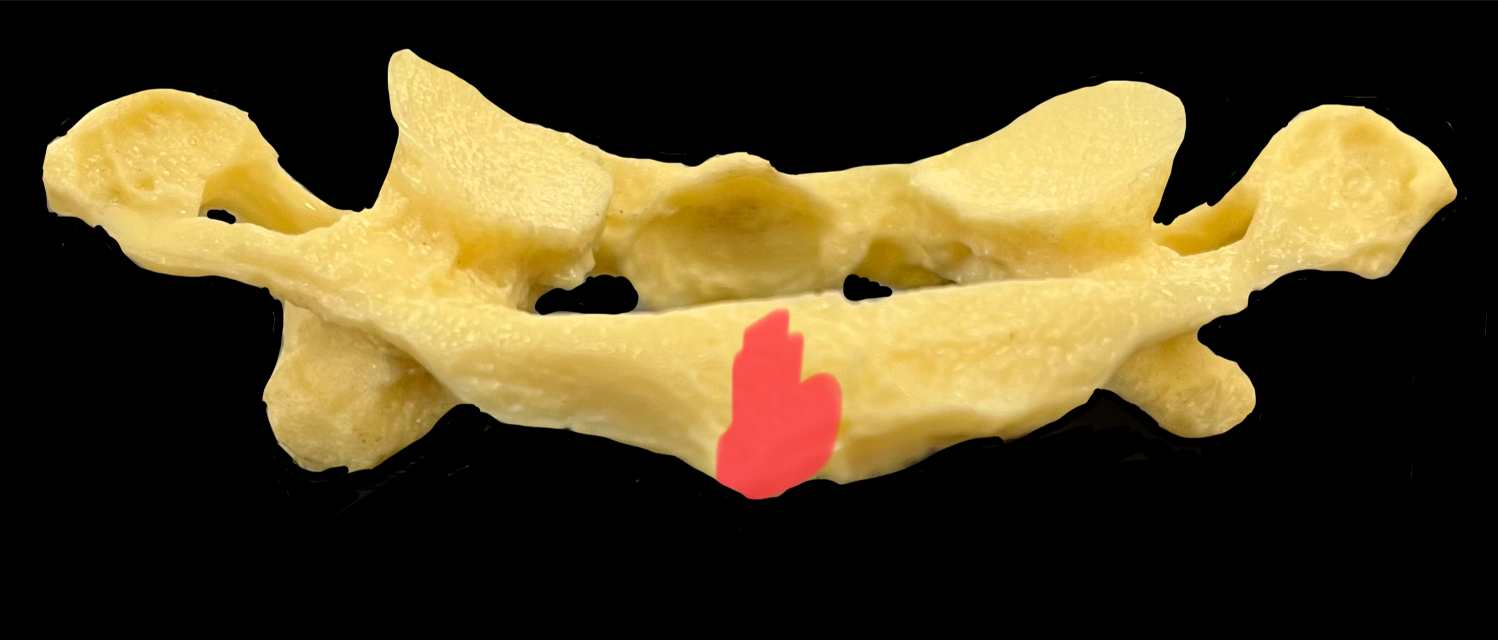 What is highlighted in red?