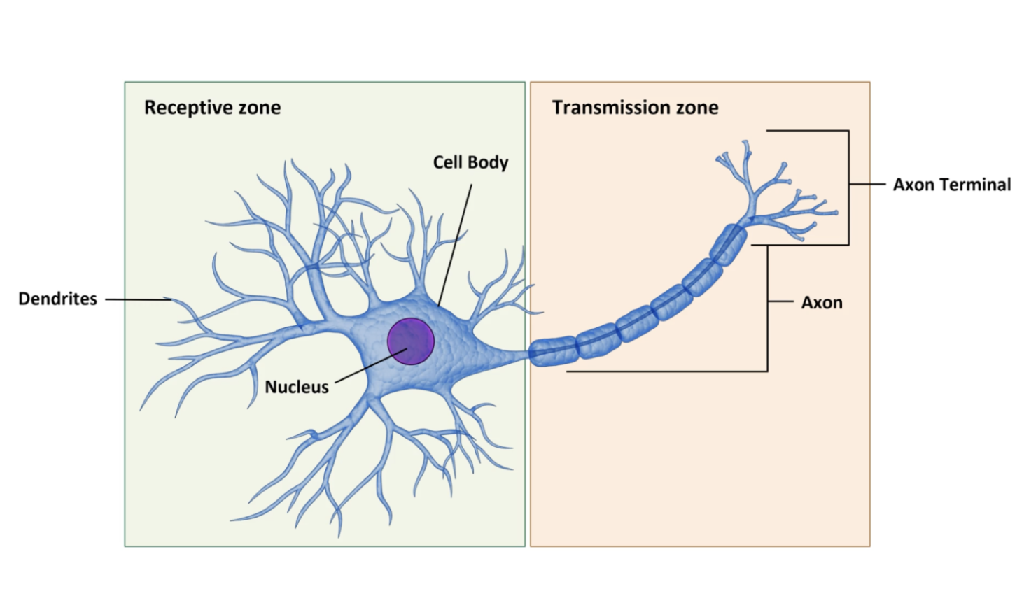 <p>Describe the different regions of the neuron and their components</p>