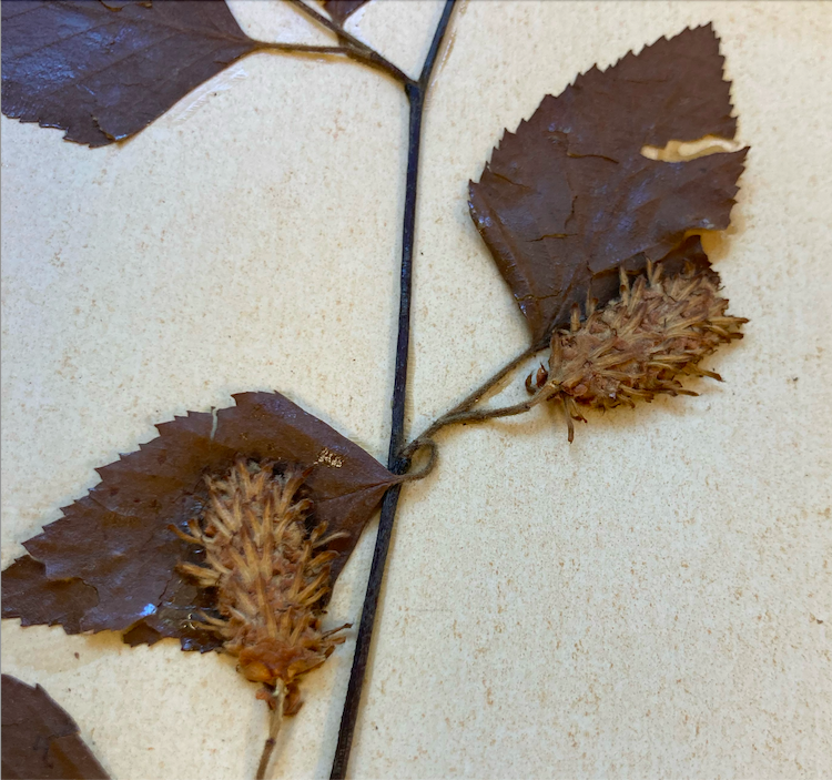 <p>Family + Genus?</p>