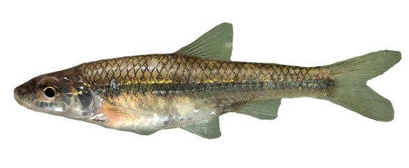 <p>Leuciscidae;</p><p><span>Silverjaw Minnow;</span></p><p><span>Notropis buccatus</span></p>