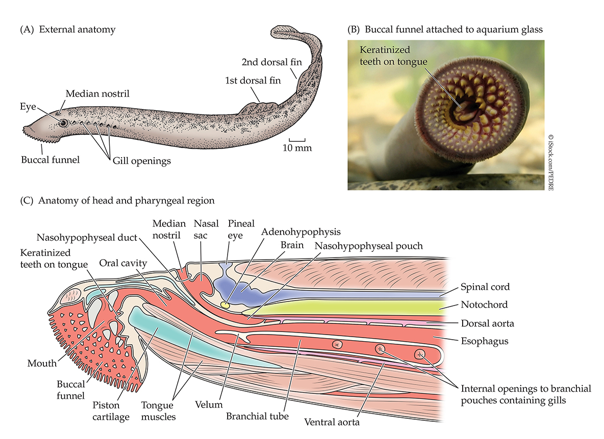 <p>SYNAPOMORPHIES:</p><ol><li><p><strong>7 pairs of gill pouches</strong></p></li><li><p>Round mouth located at bottom of <strong>buccal funnel</strong></p></li></ol><p></p><ul><li><p><strong>Buccal funnel displaced the single median nostril</strong> to the top of the head</p></li><li><p>Well developed eyes w/ color vision</p></li><li><p><strong>Pineal eye</strong> homologous to pineal gland of mammals</p></li><li><p>Larvae are <strong>filter feeders</strong> that use <strong>velum</strong> to pump water for filter feeding</p></li><li><p><strong>Parasitic species</strong> feed on fluid</p></li></ul><p></p>