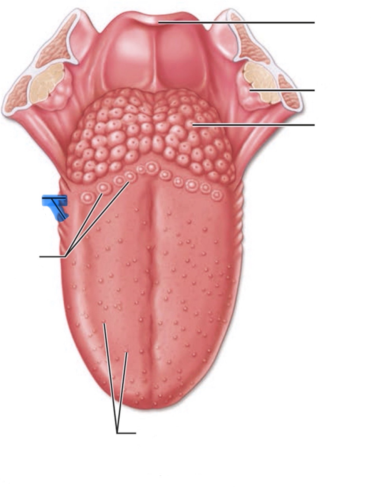 <p>What is the highlighted part of the mouth?</p>