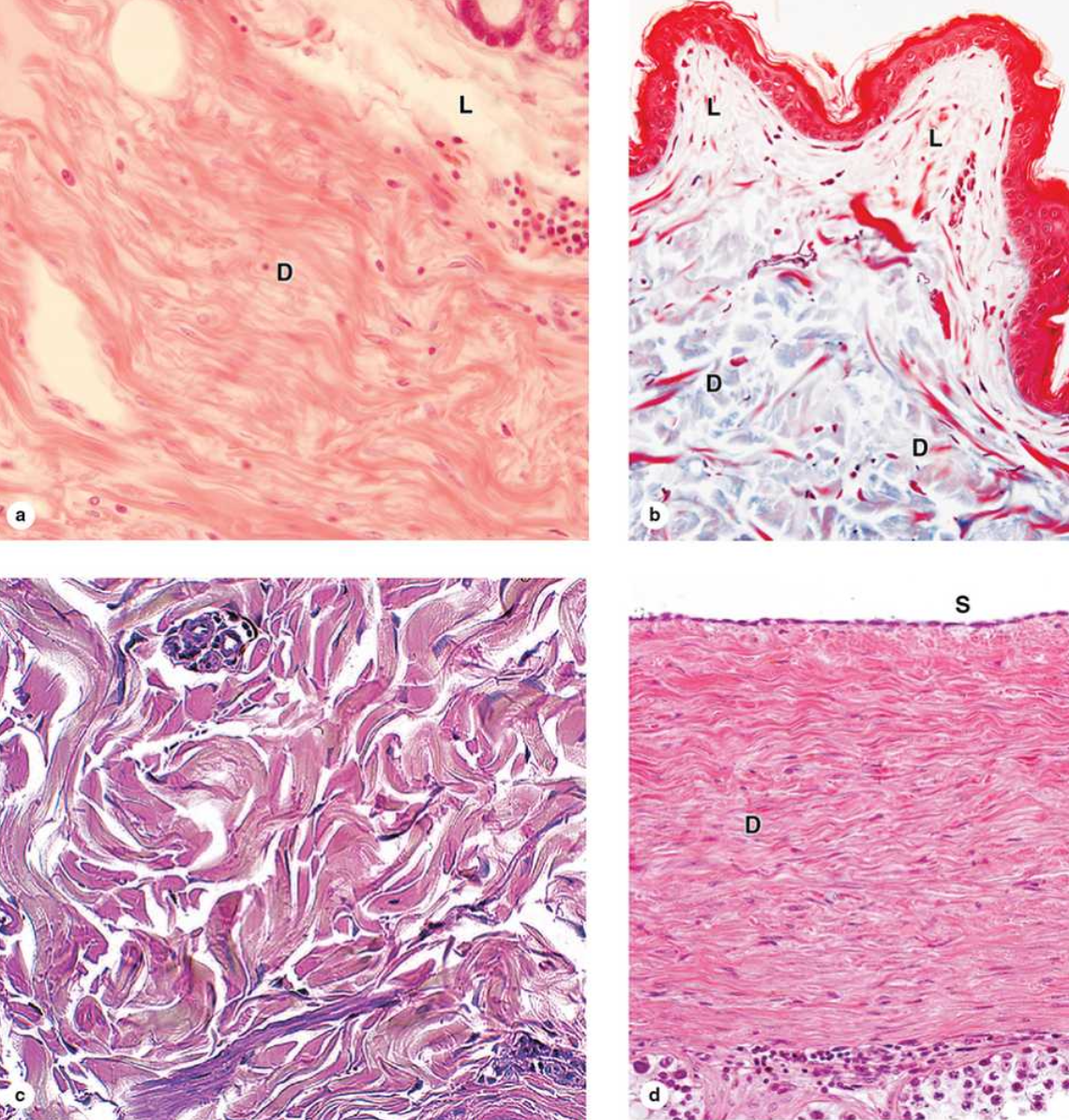 <p>What is loose connective tissue?</p>