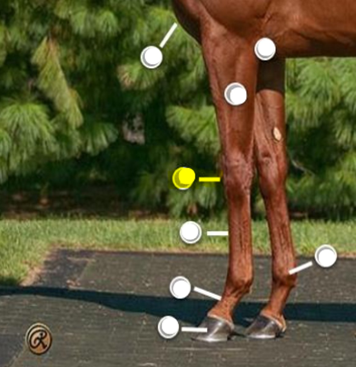 <p>What is body part is indicated on the image</p>