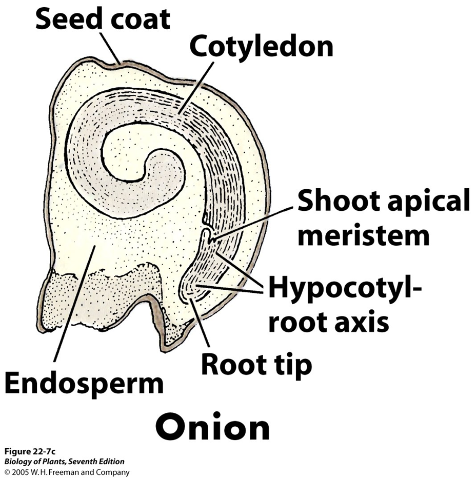 <p>large endosperm reserves!</p>