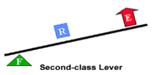 <p>the fulurm is at the end of the bar.</p><p>resistance force/load is in the middle</p><p>effort forces at the opposite end of the fulcrum</p>
