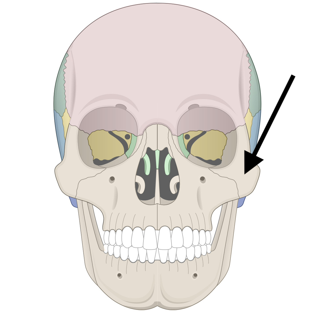 <p>Name the bone</p>