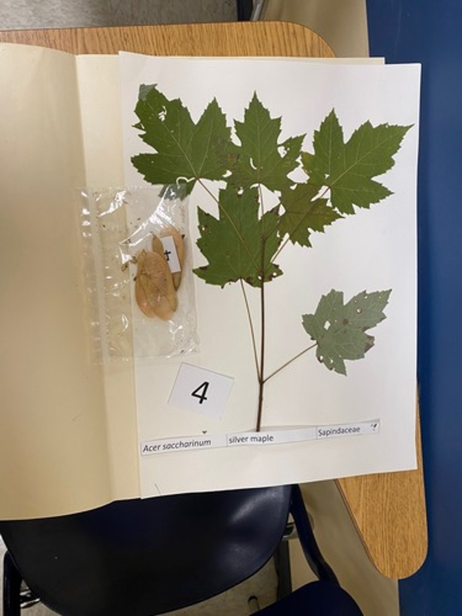 <p>Acer saccharinum (Sapindaceae)</p>