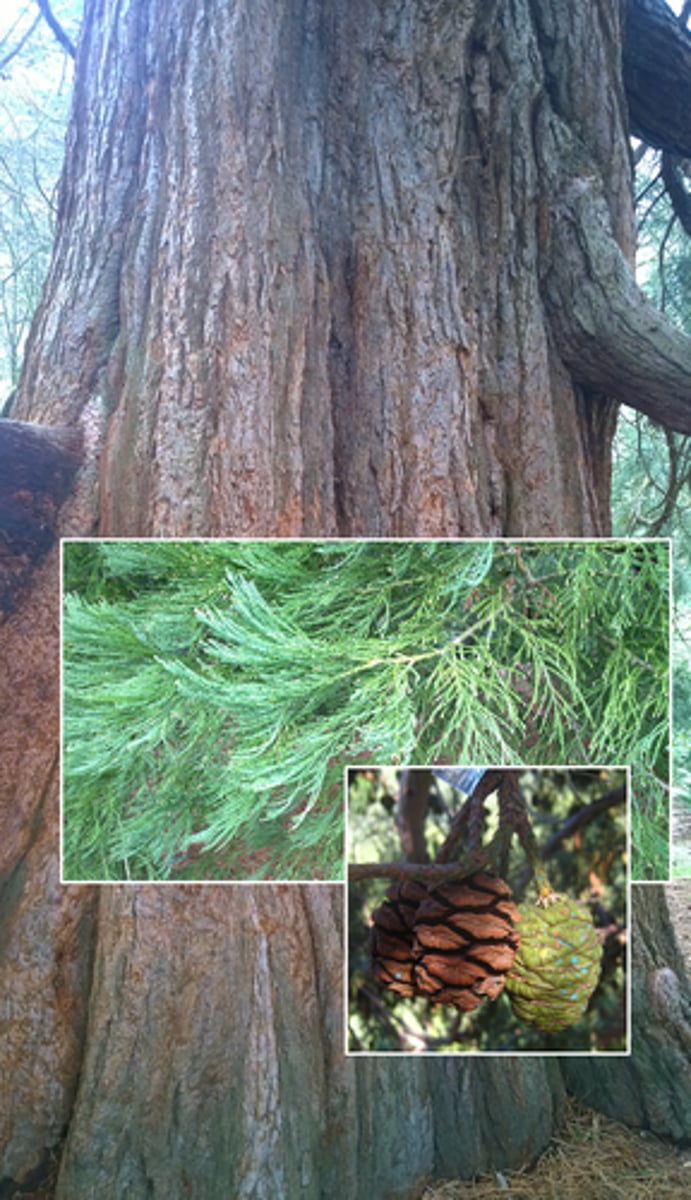 <p>giant sequoia; longest tree in the world (~100 m)</p>