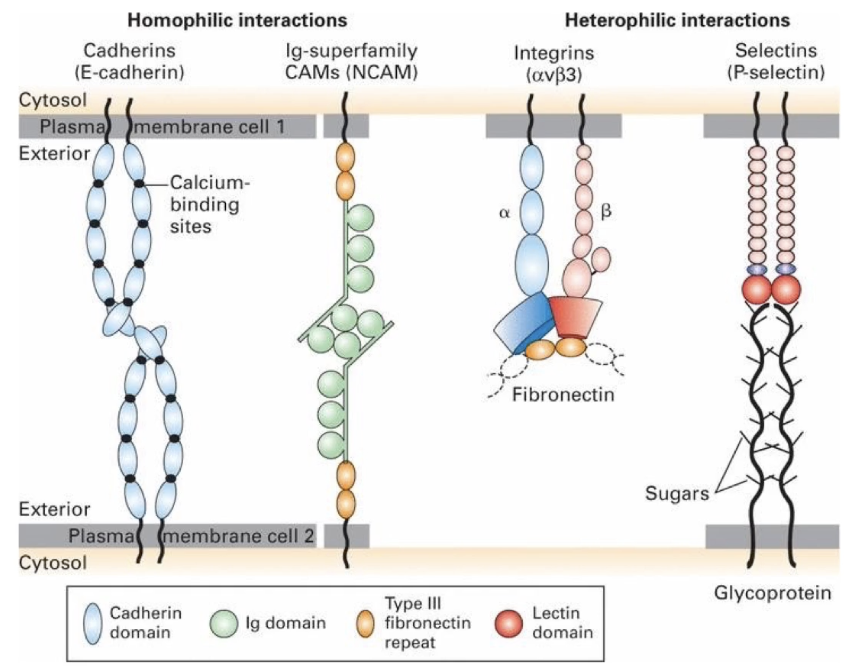 <ul><li><p>Four major CAM families: <strong>cadherins, Ig-superfamily, integrins, and selectins</strong></p></li><li><p><strong>Homophilic interactions</strong> (same molecule on both cells): <strong>cadherins and Ig-superfamily CAMS</strong></p></li><li><p><strong>Heterophilic interactions</strong> (different molecules on cells): <strong>integrins and selectins</strong></p></li></ul><p></p>
