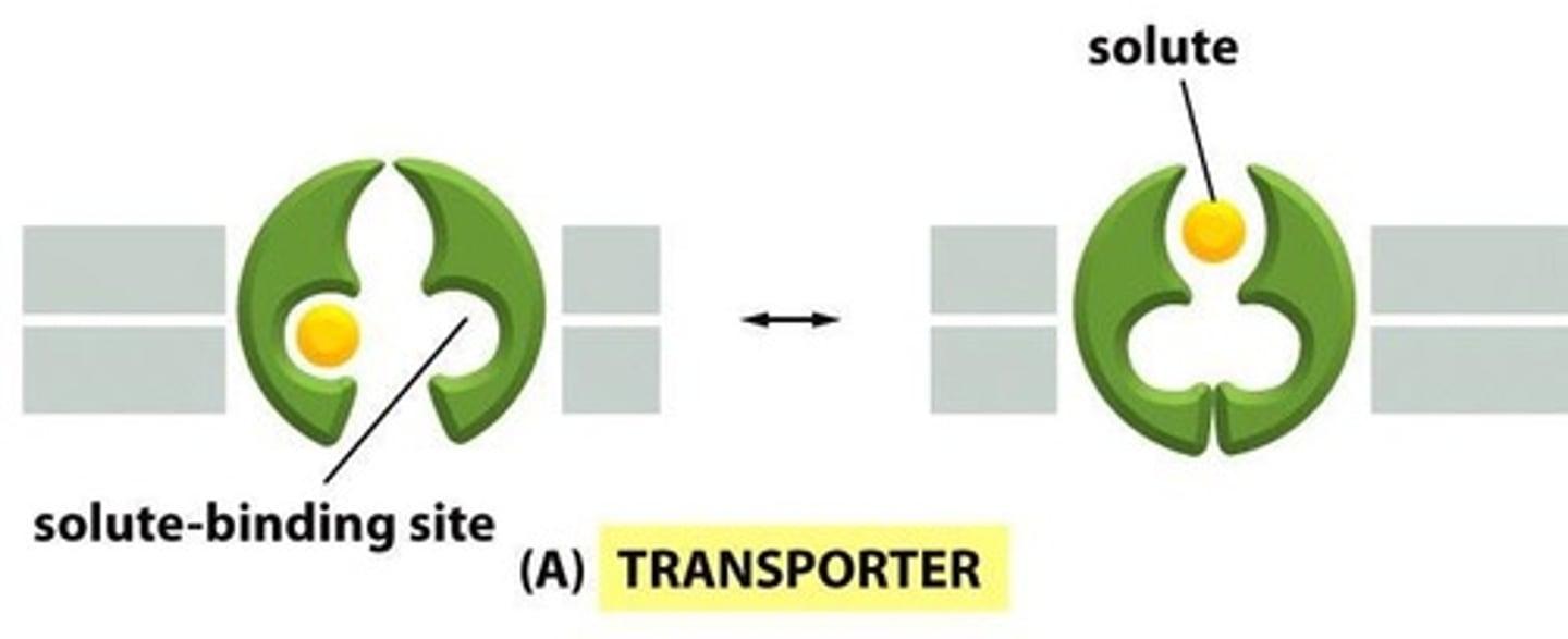 <p>Symport moves both molecules in the same direction, while antiport moves them in opposite directions.</p>