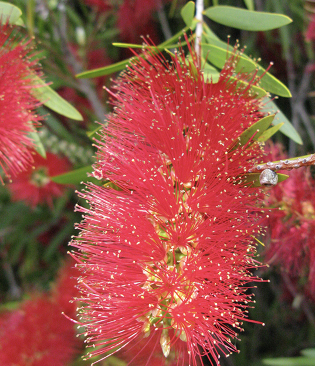 <p>weeping bottlebrush</p><p>you know a bottle brush, its just facing down </p>