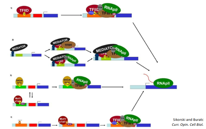 <p>false, there are many ways for transcription to begin</p>