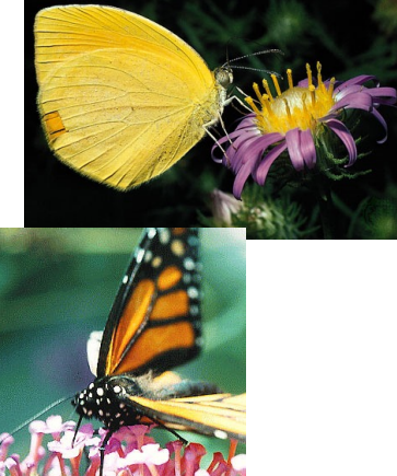 open flat or thin tubular flowers
pink or lavender flowers (very "showy")
needs landing area (butterflies cannot hover)
scented
nectar with lots of amino acids