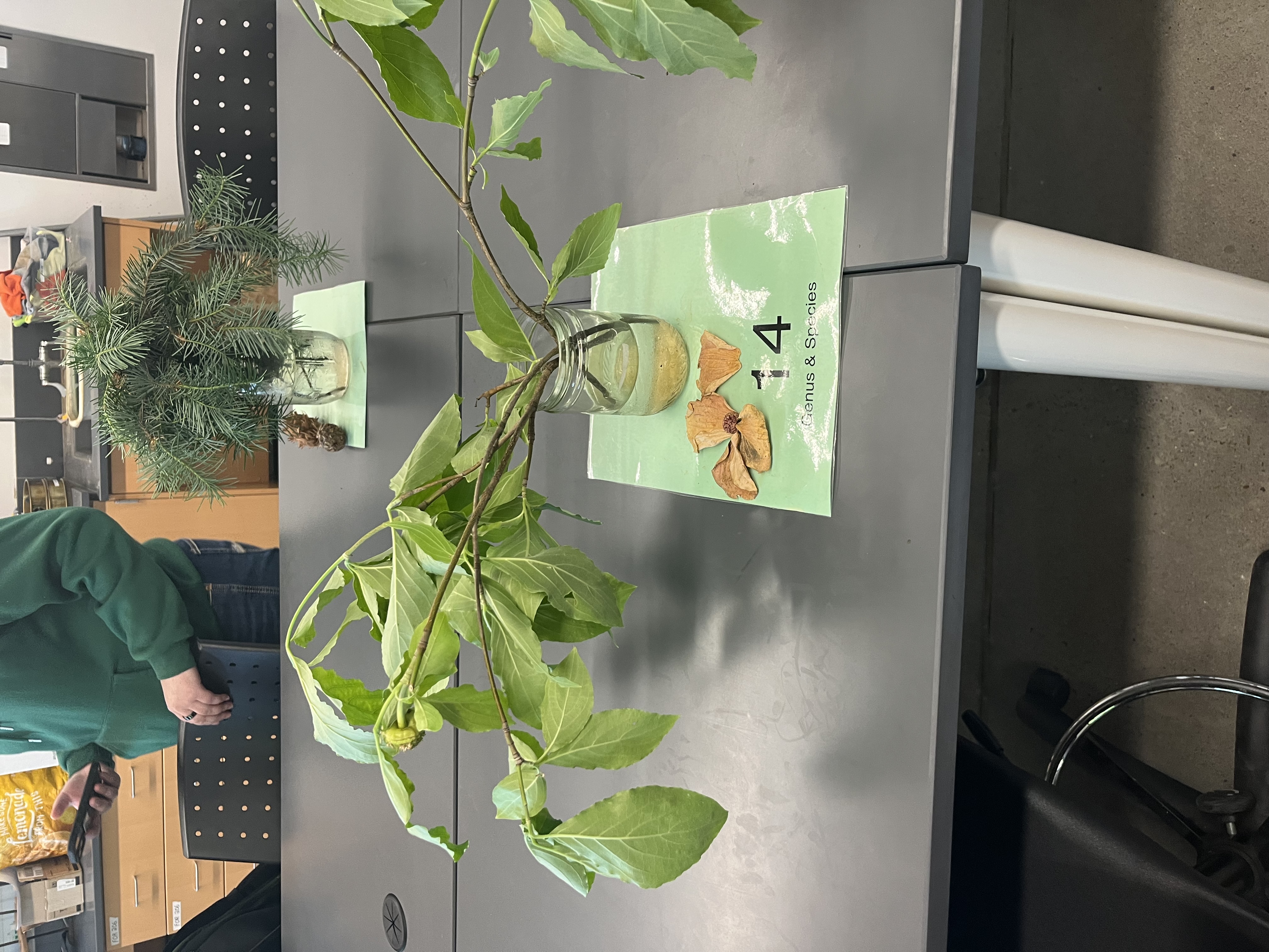<p>leaves grow in pairs opposite of each other. droopy. cones/bracts are petal like.</p>