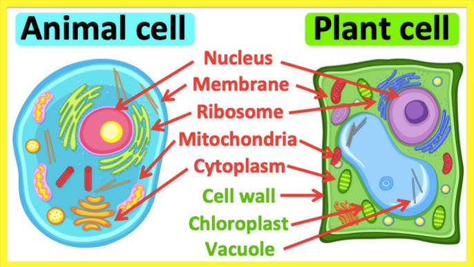 <p>Chloroplasts, cell wall and large vacuoles.</p>