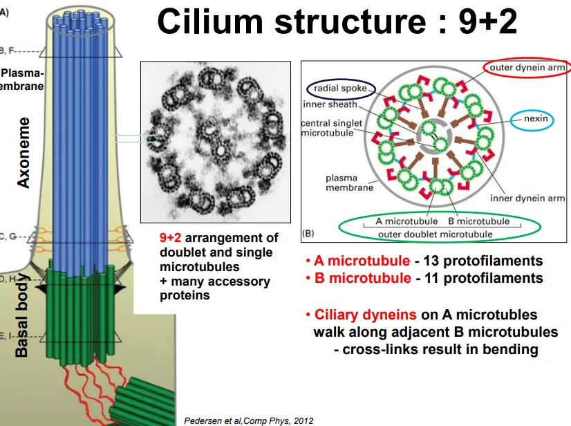 <ul><li><p>the <strong>basal body </strong>(originating from <strong>centrioles</strong>, but not in plants) extrudes microtubules in a <strong>9+2 arrangement</strong></p></li><li><p><strong>9 doublets</strong> (13 protofilament cylindrical <strong>A </strong>microtubule + 11 protofilament attached <strong>B </strong>microtubule) are arranged in a <strong>ring</strong>, with <strong>2 singlets </strong>in the centre</p></li><li><p>the doublets are connected by <strong>nexin proteins</strong> and have <strong>radial spokes </strong>towards the centre</p></li><li><p>the microtubules are always <strong>enclosed </strong>by the plasma membrane</p></li></ul><p></p><ul><li><p><strong>ciliary dynein </strong>(a <strong>motor protein</strong> complex) moves along the doublet protofilaments due to <strong>ATP</strong></p></li><li><p>this would cause the filaments to slide, but due to the <strong>nexin </strong>linking proteins and controlled activity, this causes <strong>bending</strong></p></li><li><p>in <strong>short </strong>cilia this produces a force <strong>perpendicular </strong>to the long axis, but in <strong>long </strong>cilia this <strong>symmetric </strong>beat produces a <strong>parallel force </strong>(in a <strong>sinusoidal wave</strong>)</p></li></ul><p></p>